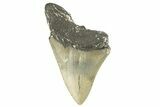 Partial, Fossil Megalodon Tooth - Serrated Blade #273049-1